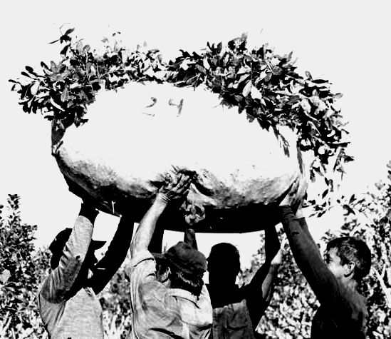 La Patria Tarefera La Patria Tarefera