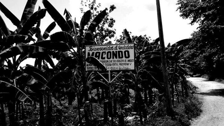 EL NIDO DEL CUCO